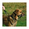 Trixie Top Trainer Ausbildungsgeschirr - max. 22 cm – Bild 3