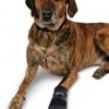 Trixie Walker Care Pfotenschutz-Stiefel - M – Bild 5