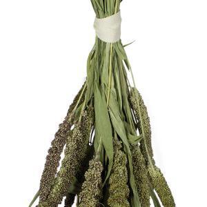 JR Birds Grüne Senegalhirs.50g