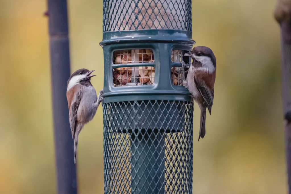 Zwei Vögel essen Vogelfutter - Vogelfutter kaufen Symbolbild